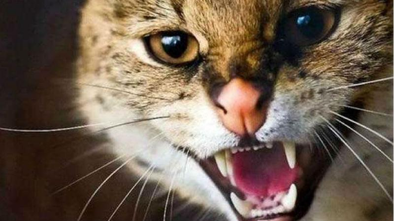 На Ровенщине женщина умерла после укуса бешеного кота