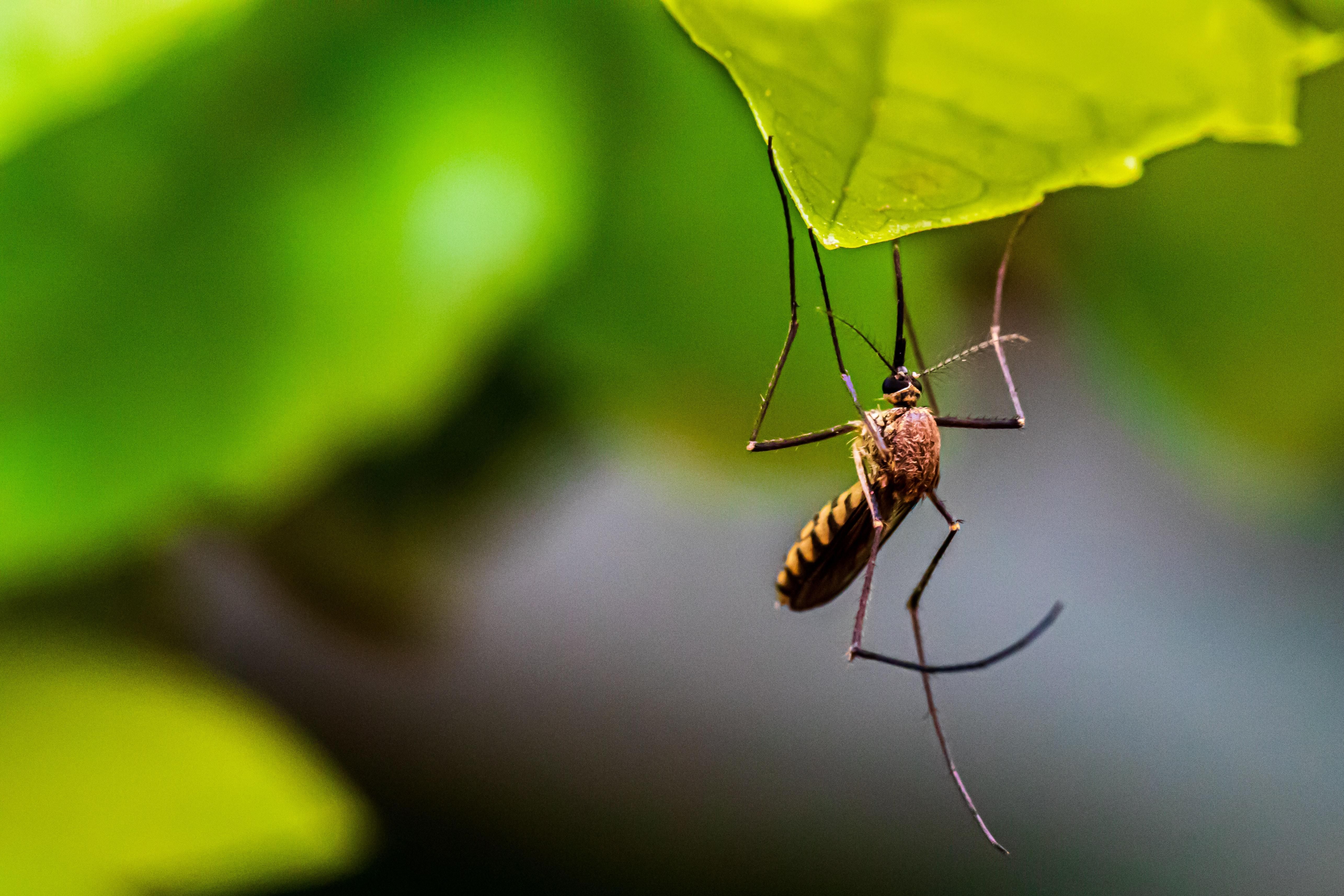 Укуси комарів: як вберегтися та що робити коли вкусив комар