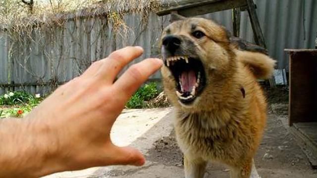 Вакцины от бешенства завезли в Украину Вакцины от бешенства завезли в Украину