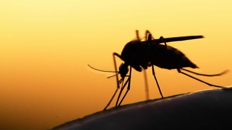 Які чотири фактори роблять людину привабливою для комарів