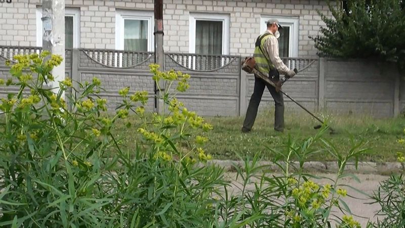 Небезпечна рослина змушує алергіків в Черкасах сидіти вдома Небезпечна рослина змушує алергіків в Черкасах сидіти вдома