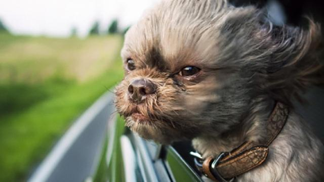 Как справиться с укачиванием в дороге