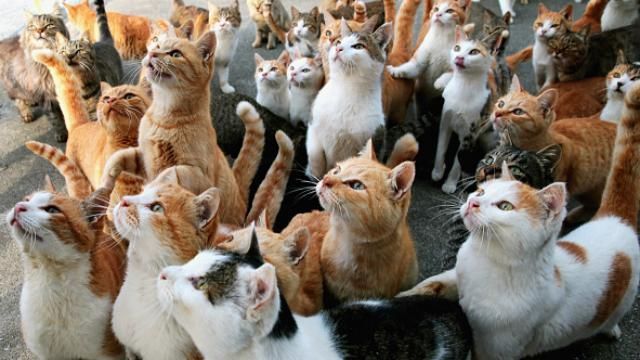 Смотреть видео про котиков – полезно для здоровья, – исследование