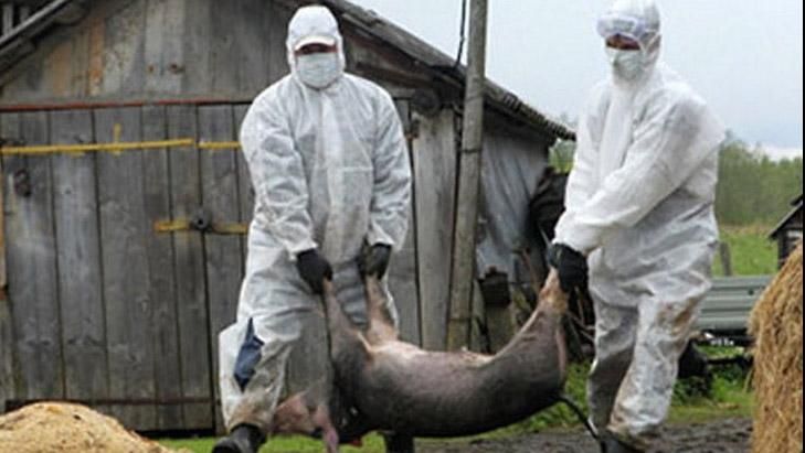 В Украине хотят создать ветеринарную полицию В Украине хотят создать ветеринарную полицию