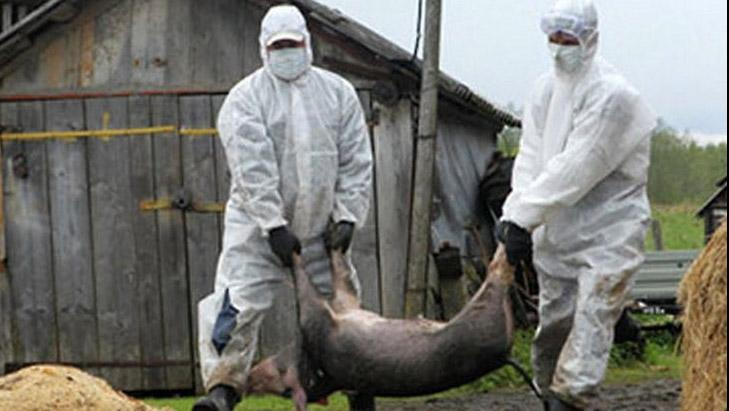 В Украине хотят создать ветеринарную полицию