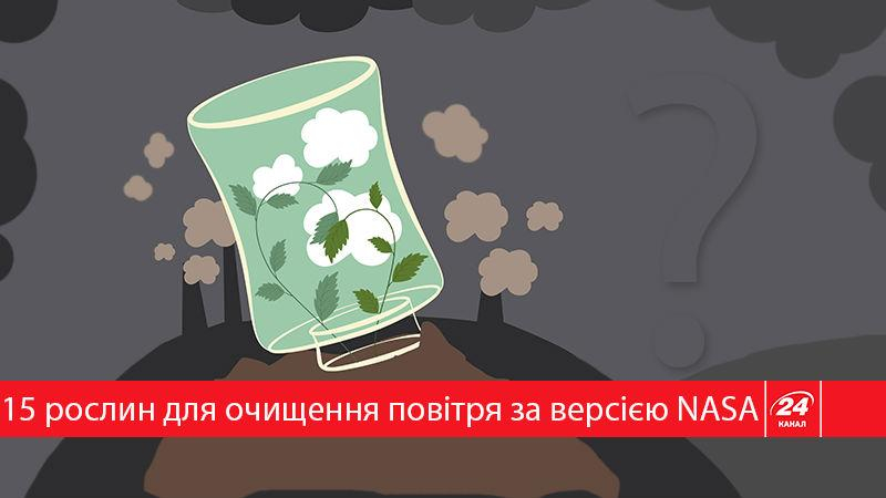 Это стоит запомнить! Лучшие комнатные растения для очистки воздуха