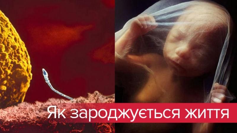 Як зароджується людське життя: вражаючі фото розвитку ембріона