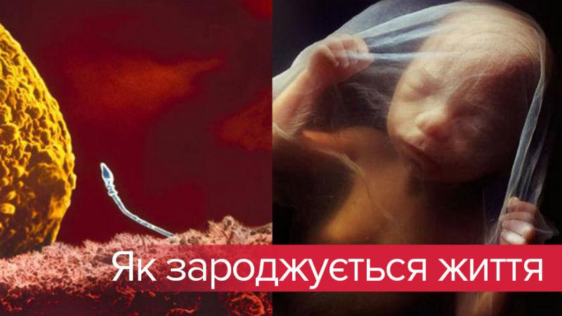 Как зарождается человеческая жизнь: поразительные фото развития эмбриона