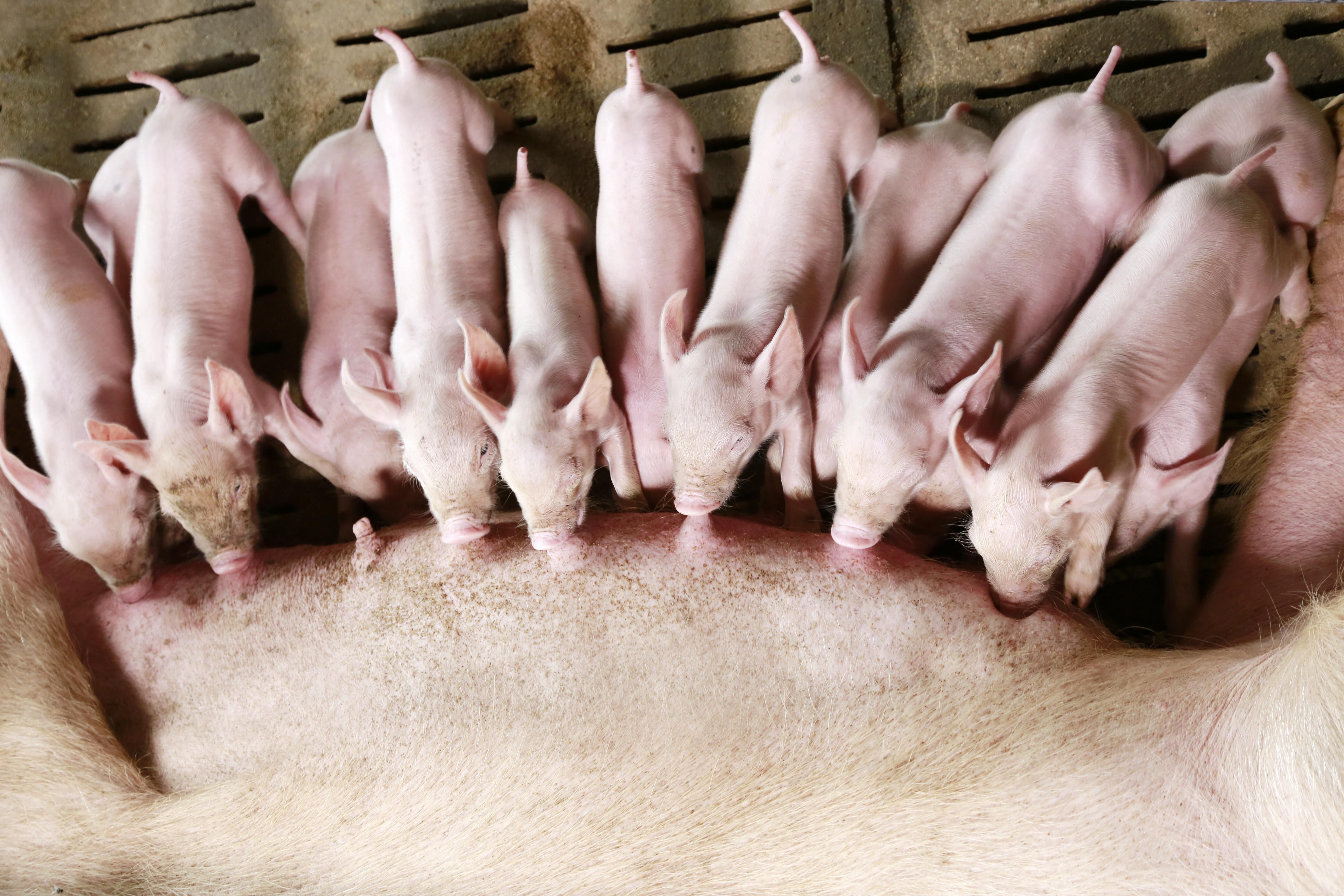 Африканська чума "косить" поголів'я свиней на Рівненщині