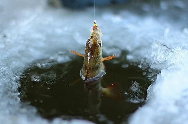 Зимняя рыбалка: что делать, чтобы не попасть под лед