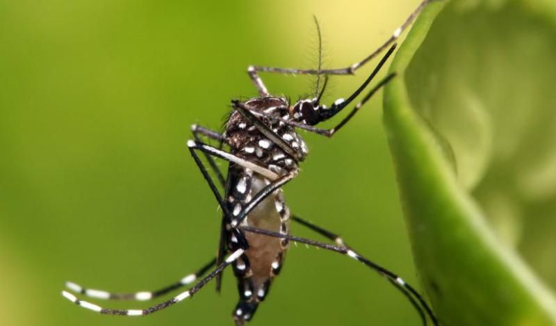 Медики изобрели вакцину против вируса Эбола Медики изобрели вакцину против вируса Эбола