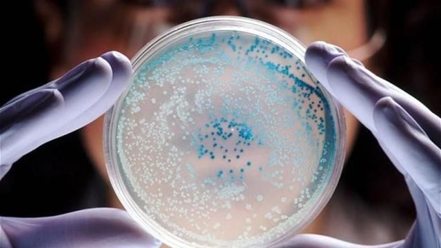 Названо 12 найнебезпечніших для людства супербактерій 