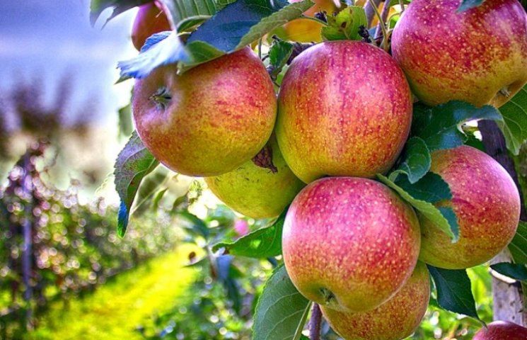 Ученые сделали сенсационное открытие о пользе яблок