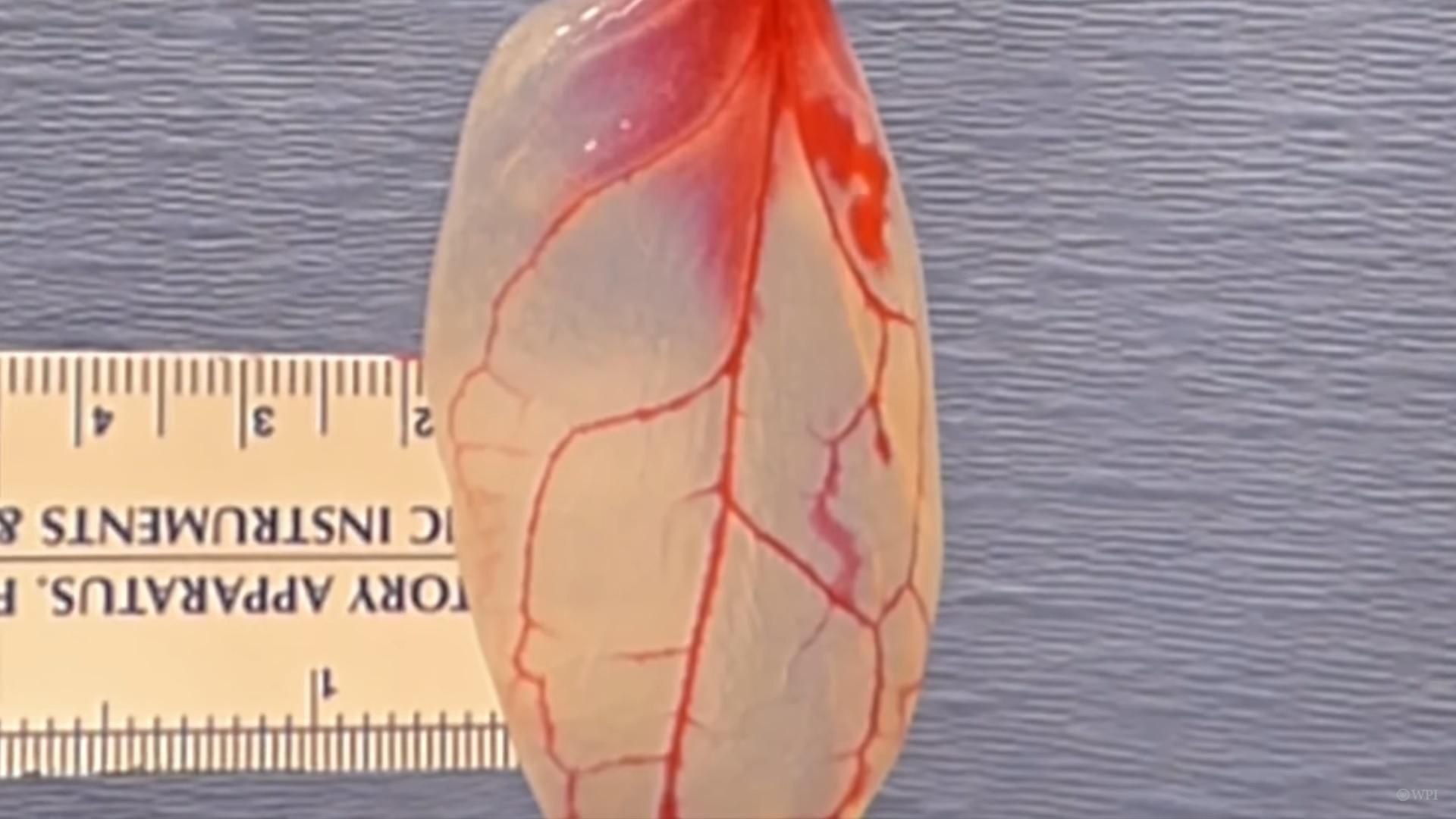 Вчені перетворили листок шпинату на серцевий м'яз: опубліковано відео