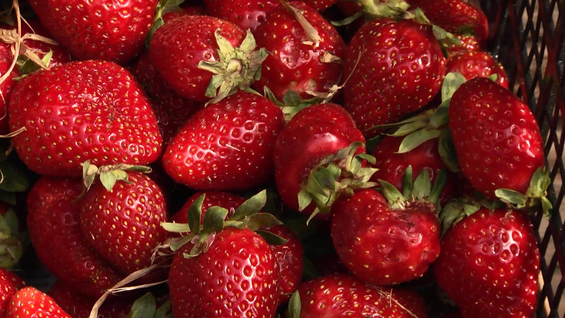 Безопасно ли сейчас покупать клубнику