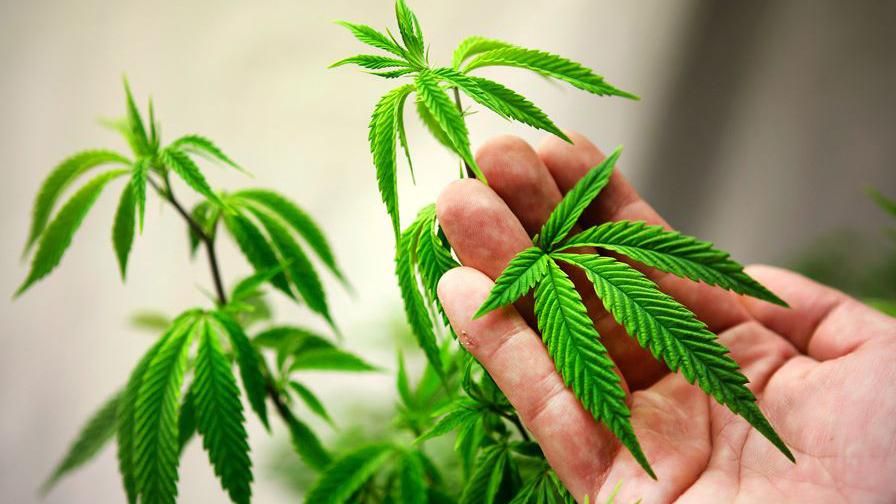 Ученые предложили лечить зависимость от кокаина марихуаной