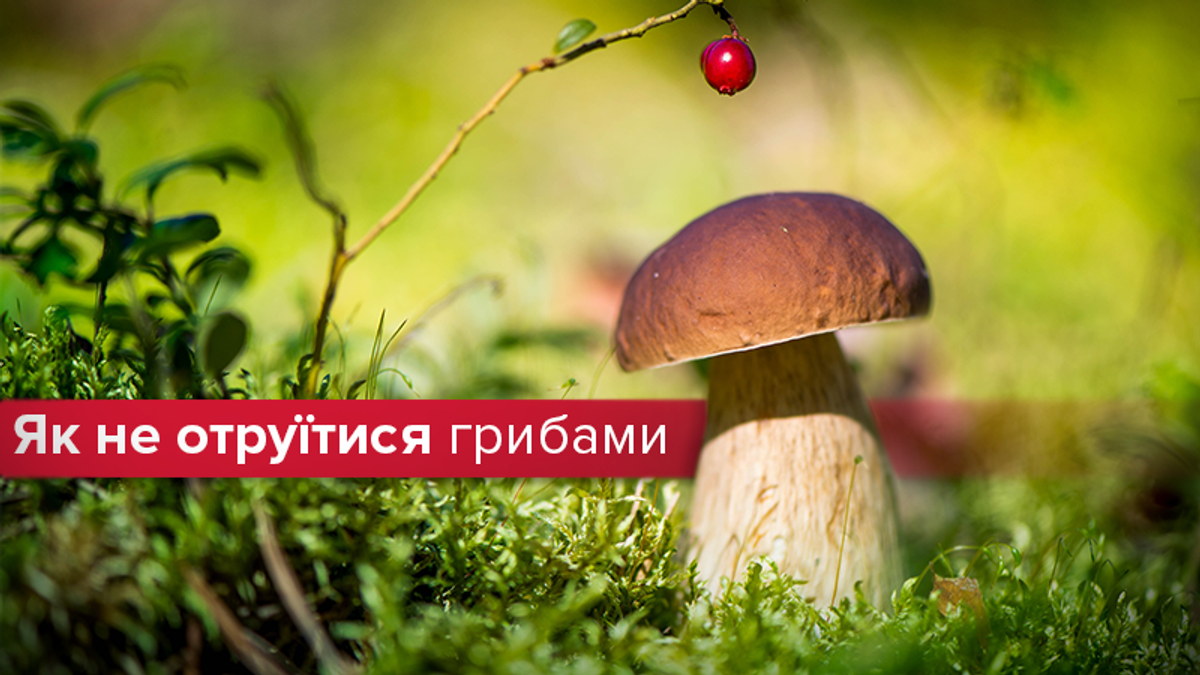 Отравления грибами: симптомы и что делать - как выбирать грибы
