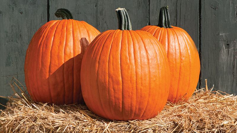 Почему нужно есть тыкву: 5 убедительных причин