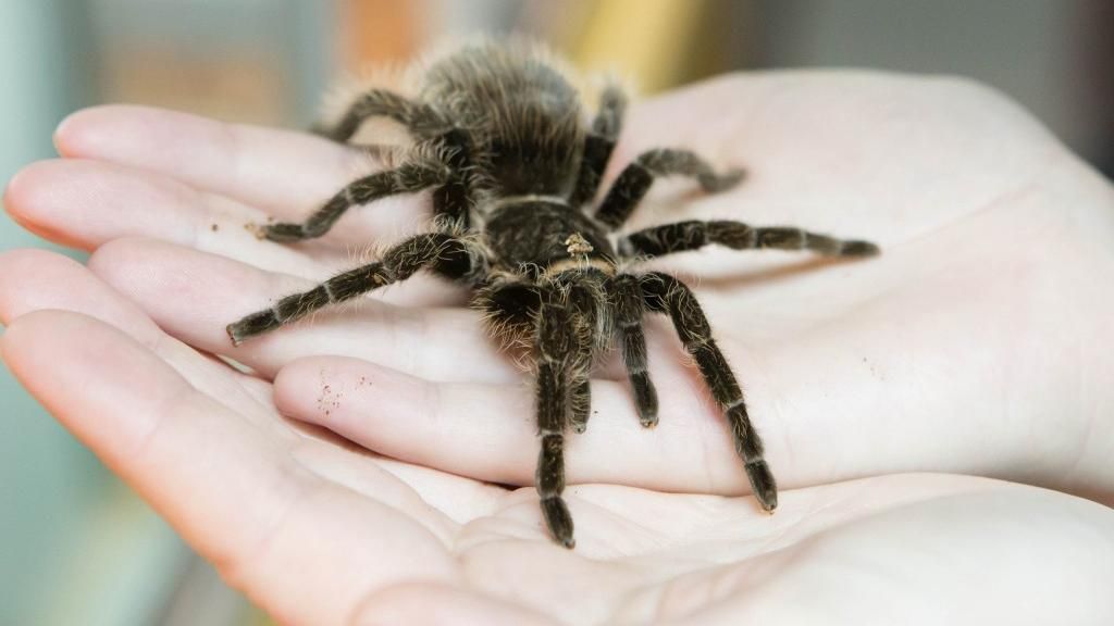 Почему мы так панически боимся пауков: объяснение ученых