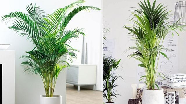 Какие растения могут улучшить ваше здоровье