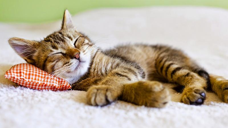 Сколько нужно спать, чтобы выспаться: ответ ученых