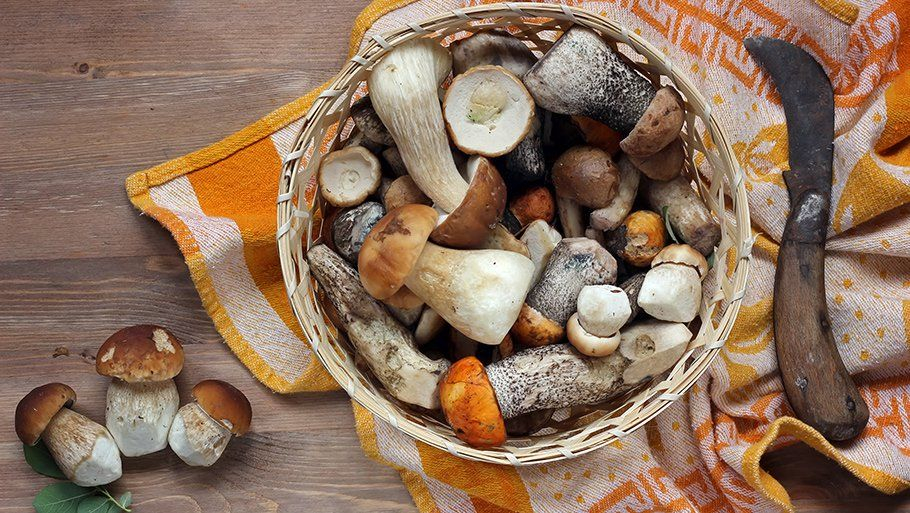 ТОП-7 советов, как правильно заморозить грибы на зиму