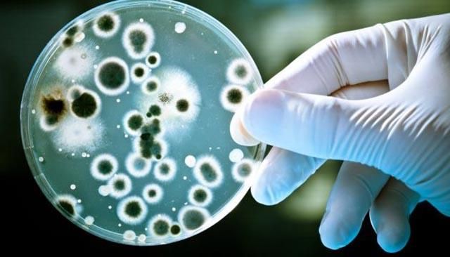 Жертвами опасных "плотоядных бактерий" стали больше полутысячи человек в Японии