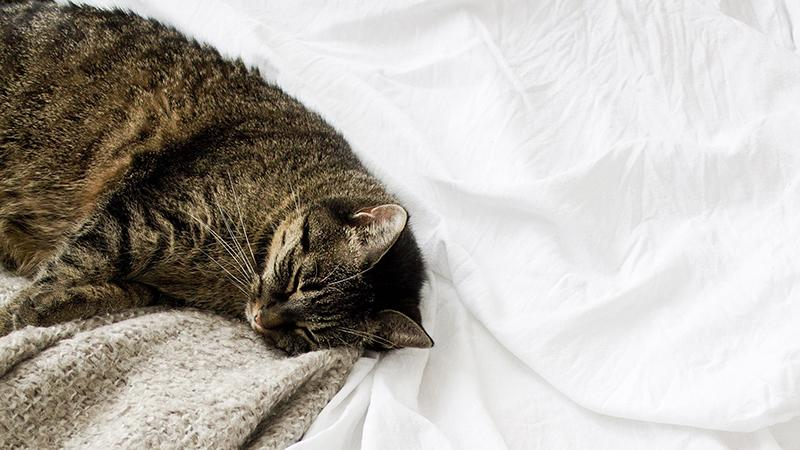 Почему дневной сон вреден: объяснение эксперта