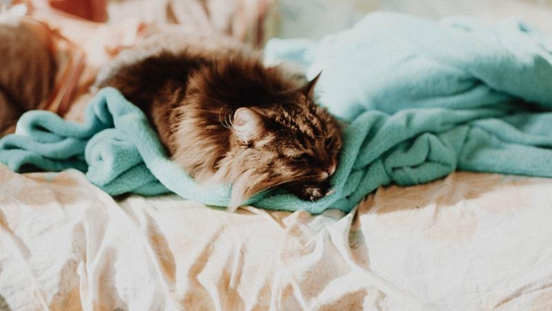 Почему нужно рано просыпаться