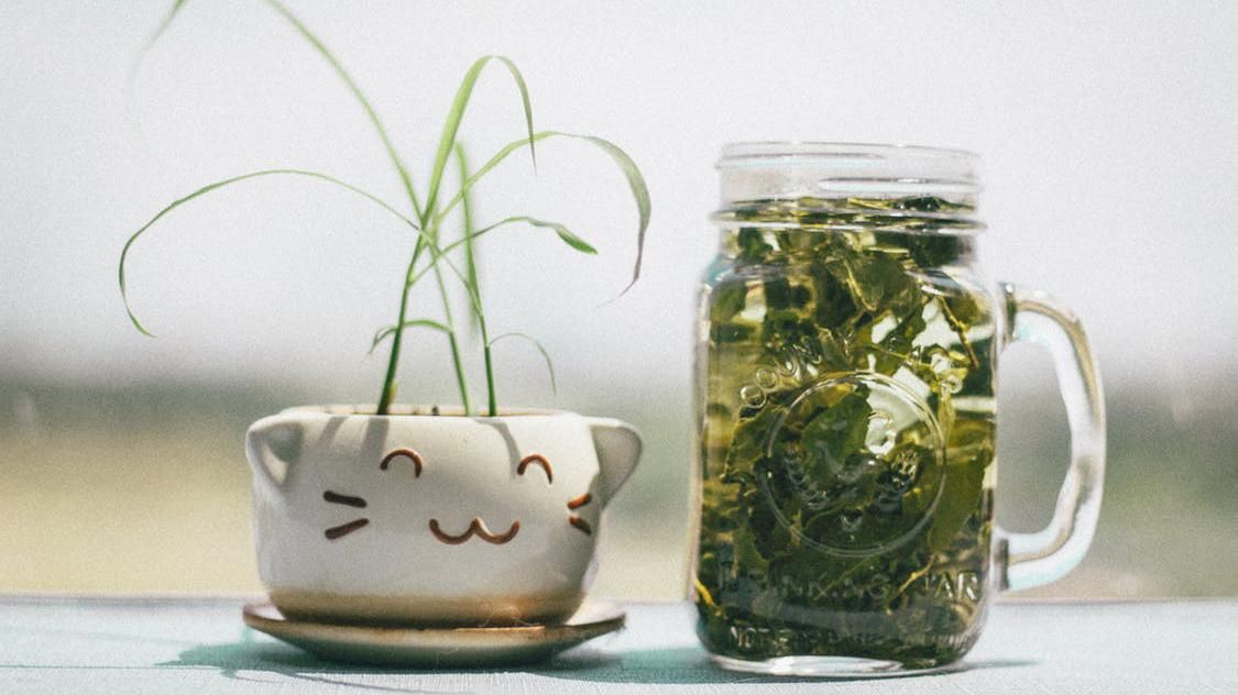 Зелений чай і сухофрукти: влаштовуємо детоксикацію організму на вихідних 