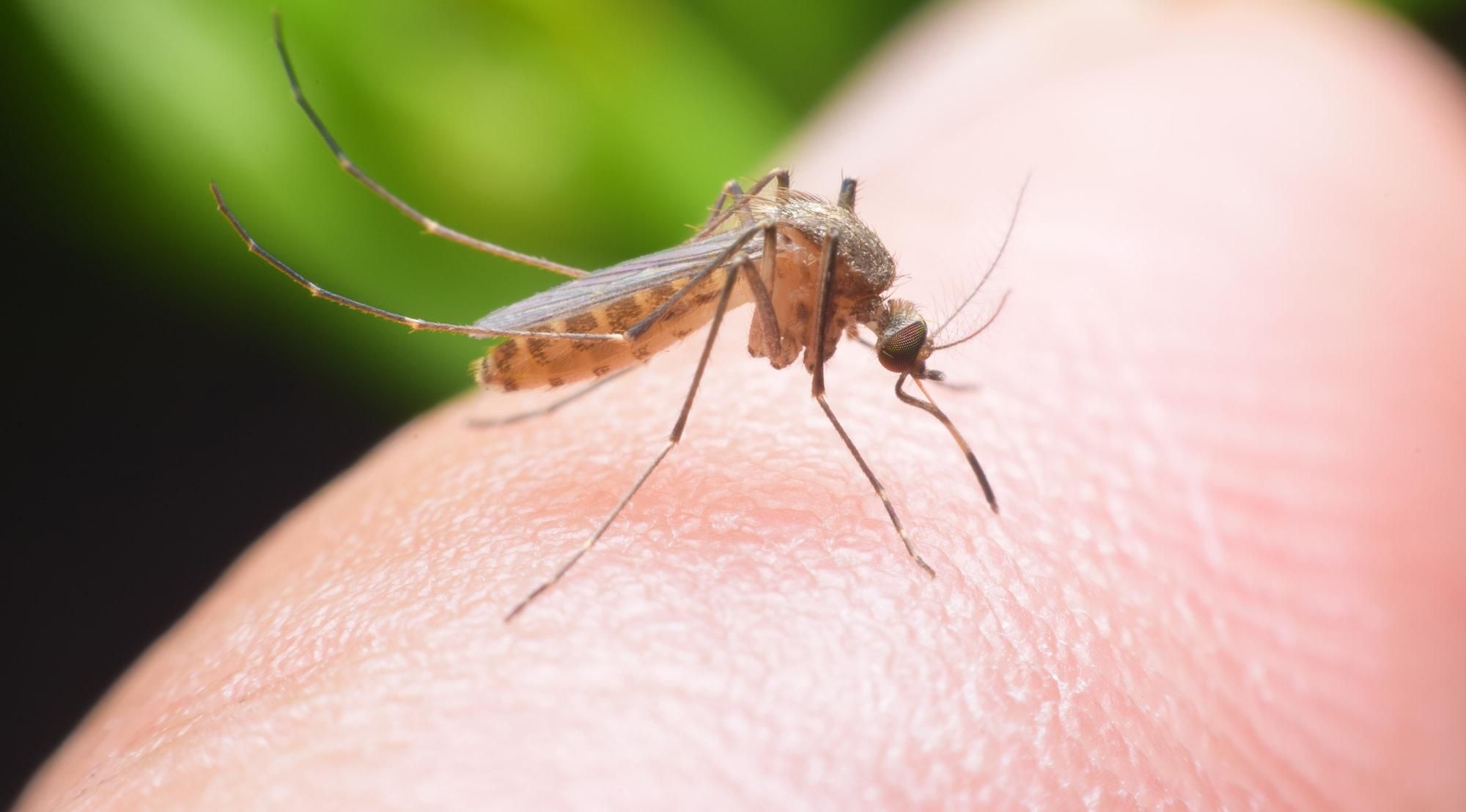 Вчені з'ясували, чому деяких людей комарі кусають частіше, ніж інших