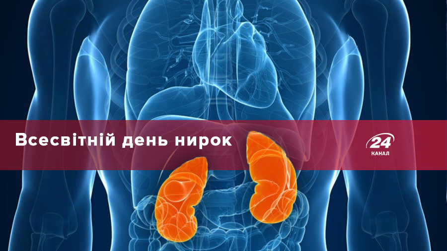 8 марта – День почек: 6 простых советов, как сохранить их здоровыми