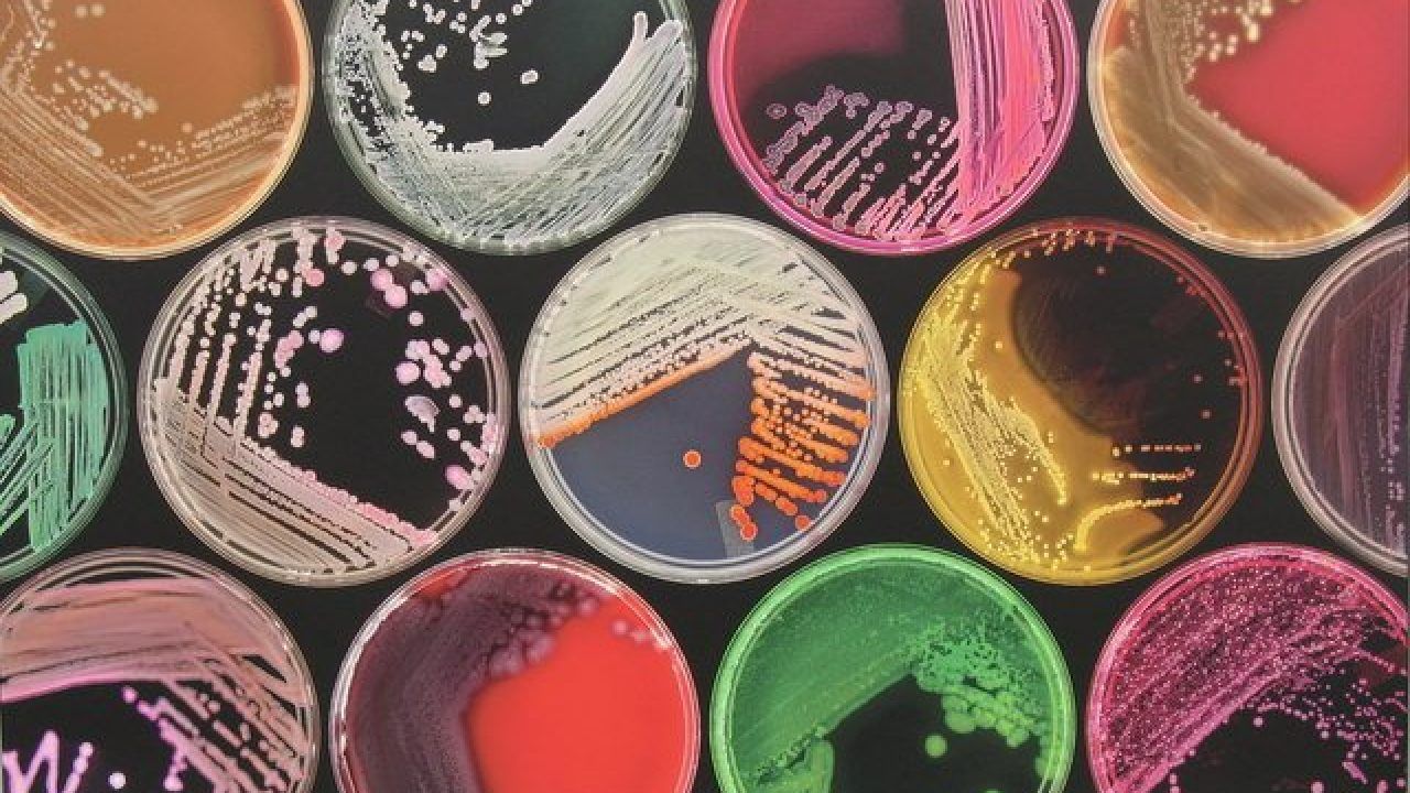 Яку роль відіграють в нашому організмі мікроби та чому вони корисні