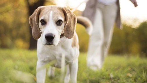 Собака помогла американке выявить онкоболезнь: детали