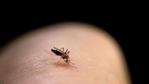 Ученые нашли препарат, который убивает комаров