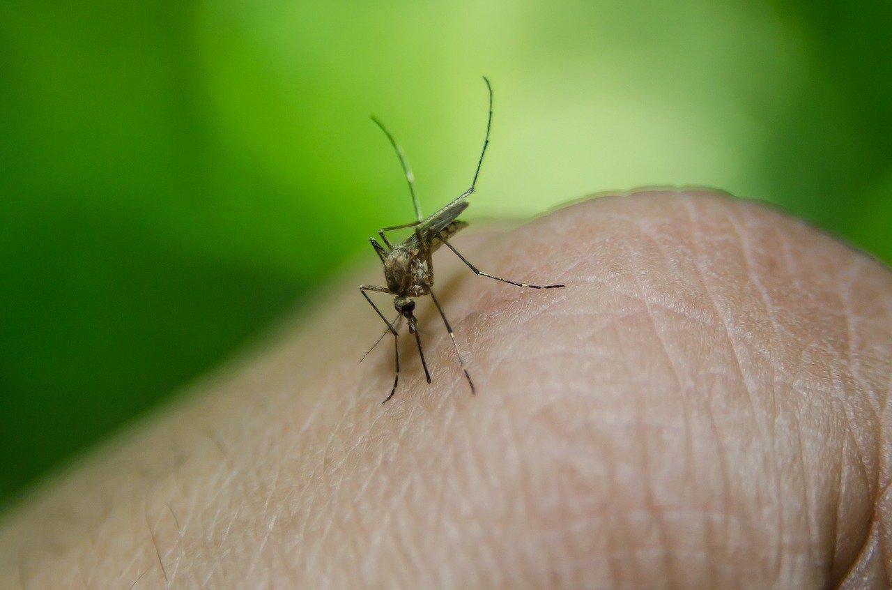 Малярія: симптоми, профілактика та лікування