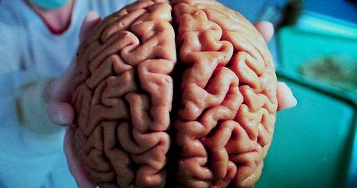На грани фантастики: ученые смогли сохранить жизнь мозга вне тела