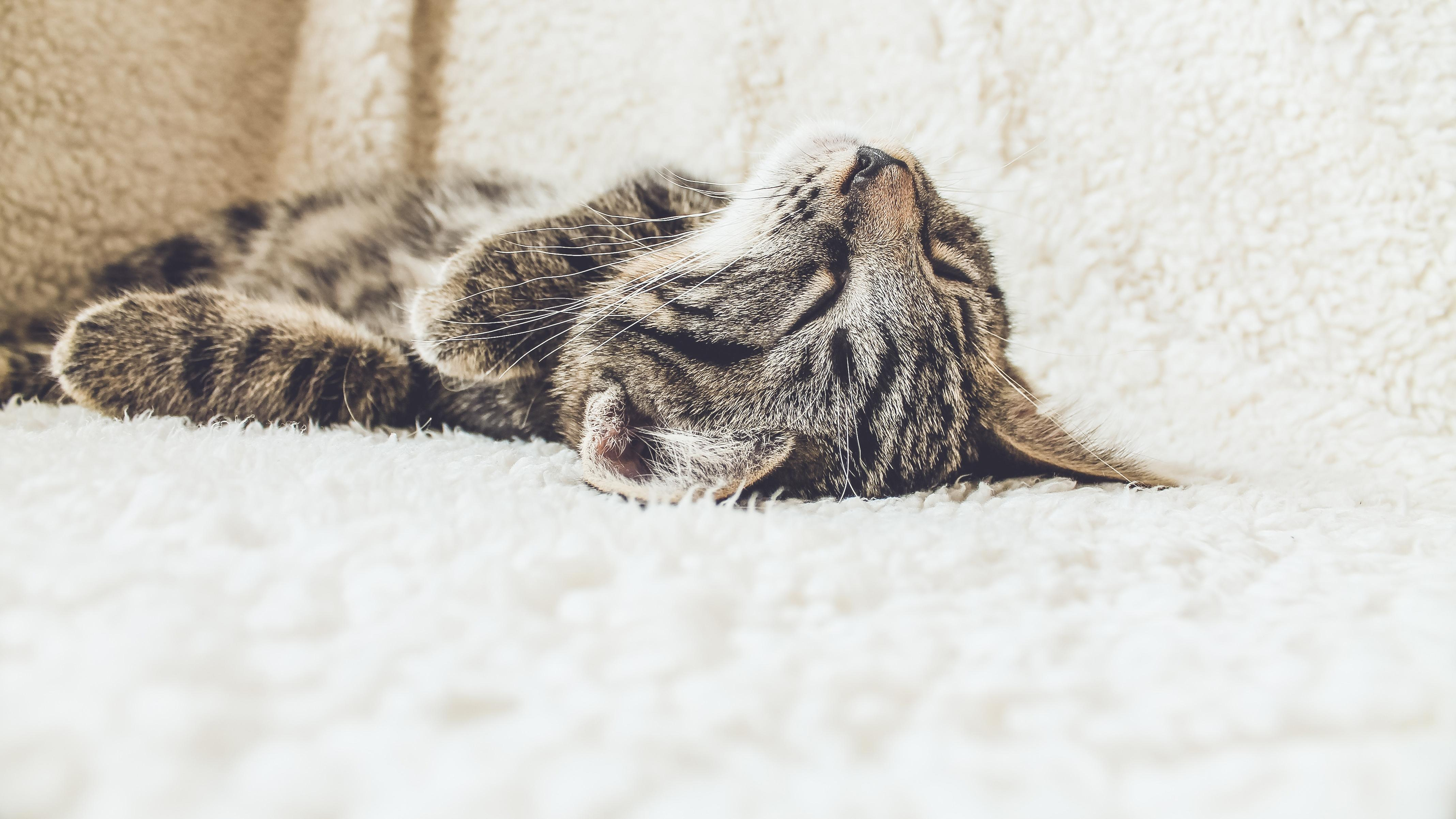 Отсыпаться на выходных вредно для здоровья, – ученые