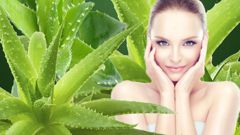Як використовувати алое для краси: 5 ідей Як використовувати алое для краси: 5 ідей