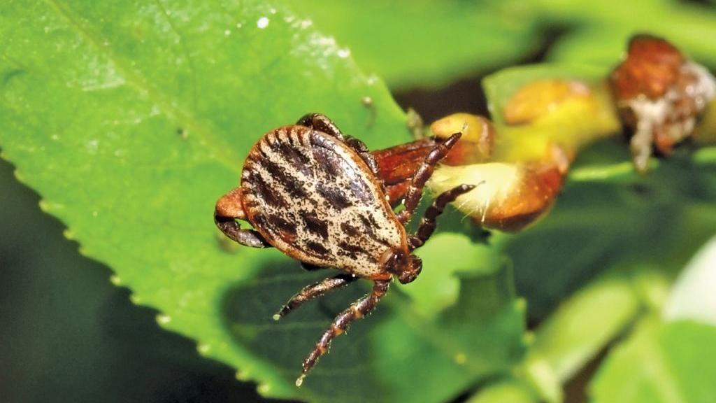 Как вытащить клеща у человека в домашних условиях шприцом