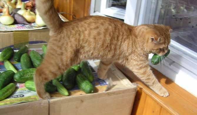 Супрун розвінчала міф щодо профілактики небезпечних паразитів Супрун розвінчала міф щодо профілактики небезпечних паразитів