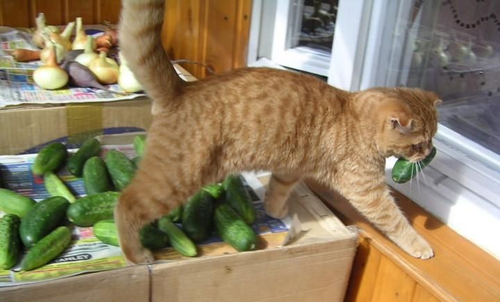 Супрун развенчала миф о профилактике опасных паразитов Супрун развенчала миф о профилактике опасных паразитов