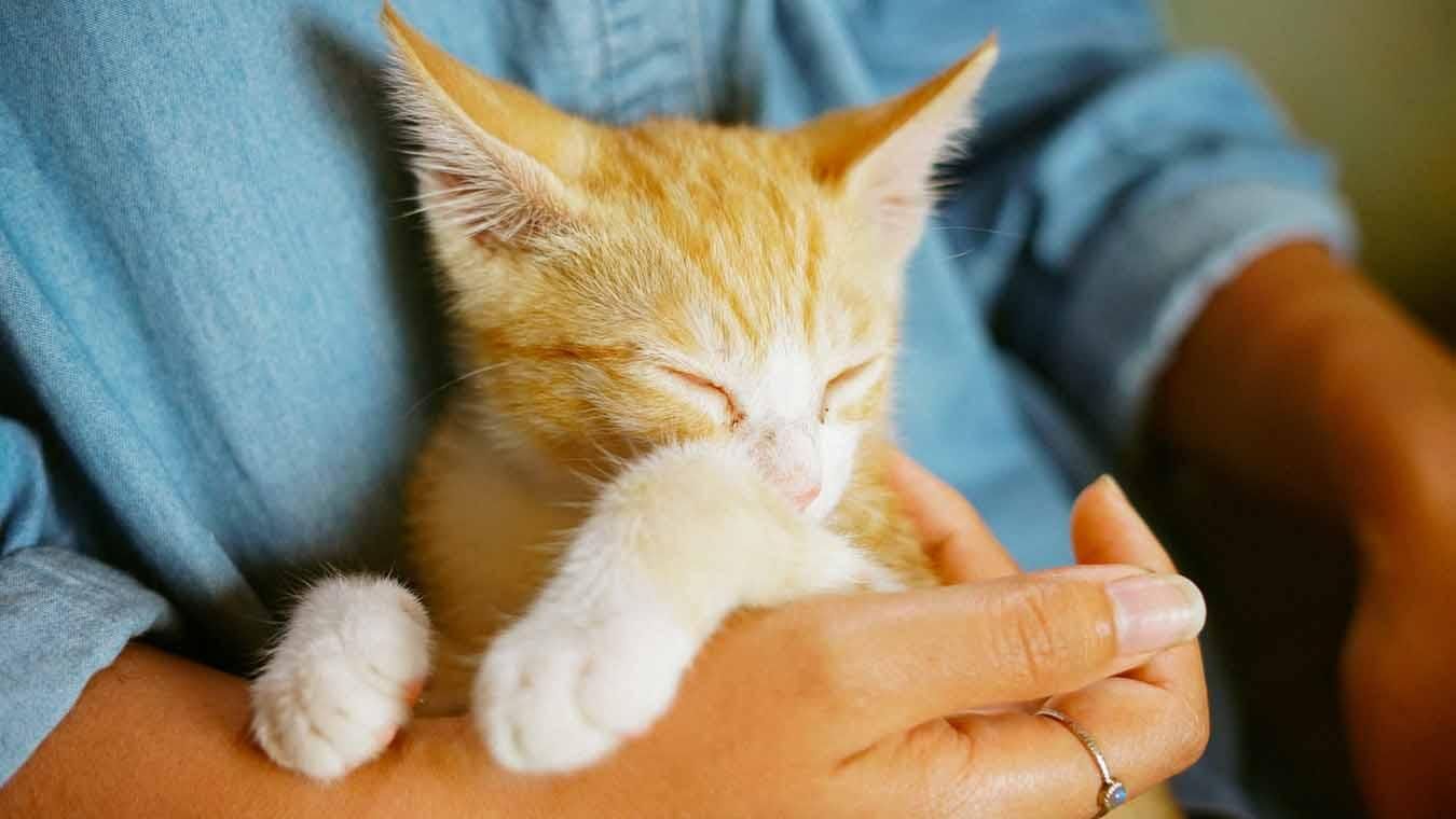 Могут ли коты лечить людей: объяснение ученых