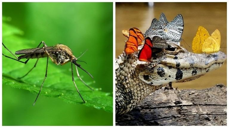 Почему комары опаснее крокодилов: объяснение ученых