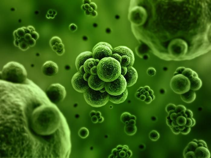 Нова загроза для людства: вчені розповіли про стійкість поширеної інфекції до ліків