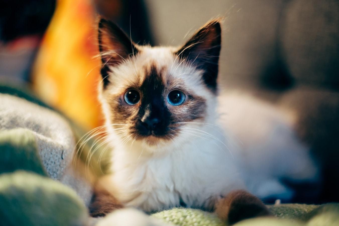 Алергія на котів: вчені знайшли спосіб, як її подолати