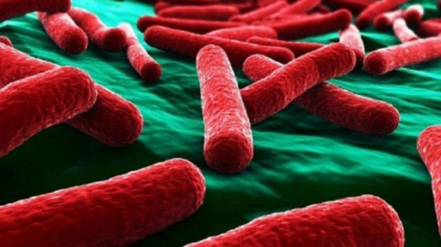 Ученые открыли опасный штамм палочки, который вызывает галлюцинации и слабоумие