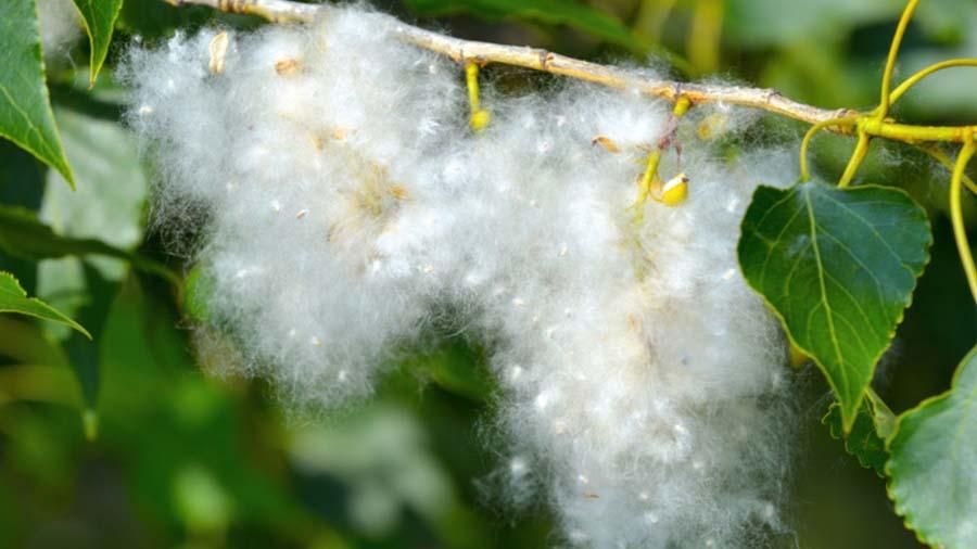 Аллергия на тополиный пух - симптомы и как спастись от аллергии Аллергия на тополиный пух - симптомы и как спастись от аллергии