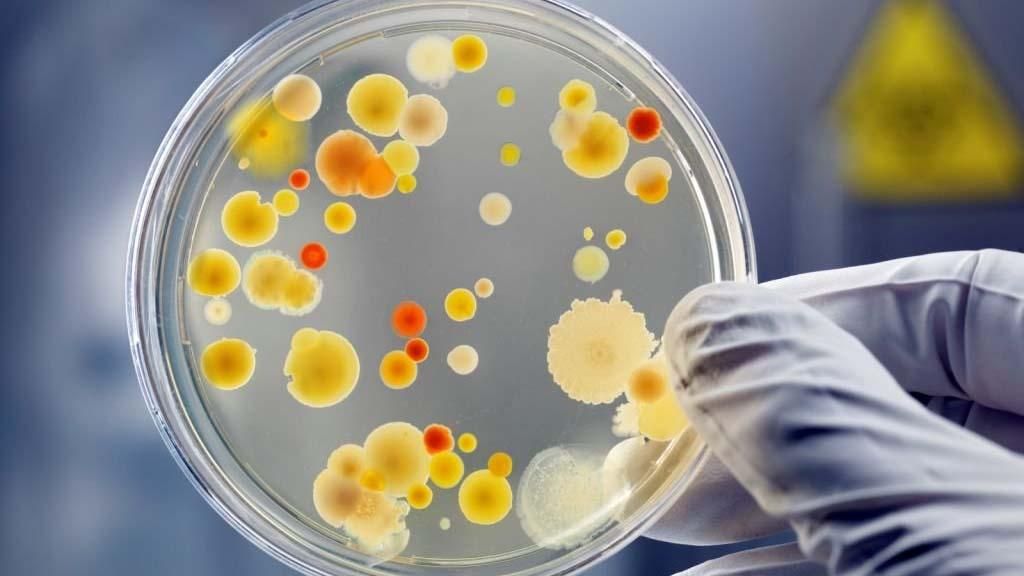Знищити супербактерії можливо: вчені з США знайшли спосіб