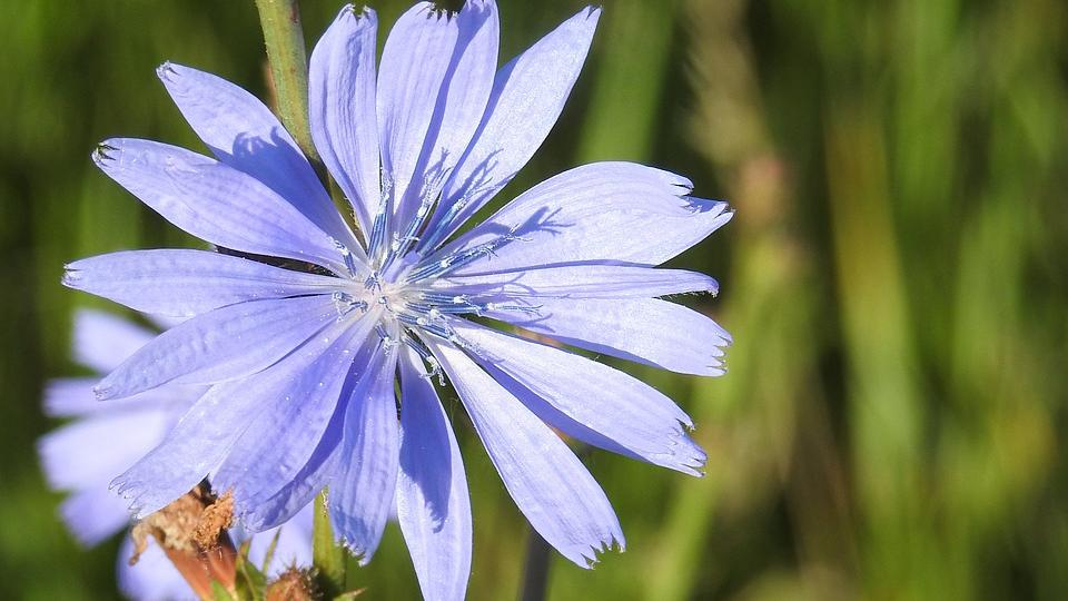 Диетологи назвали растение, которое уменьшает уровень сахара в крови